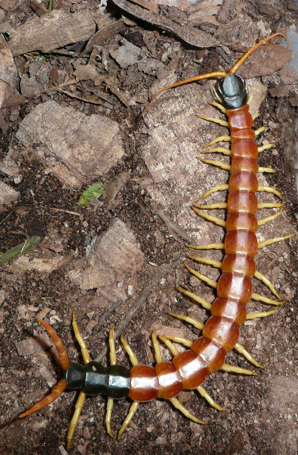Southern Arizona centipedes